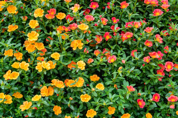 黄色と赤のポーチュラカ　Masses of red and yellow  Green purslane flowers 