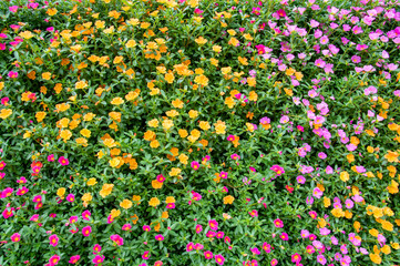 カラフルで元気がいっぱいポーチュラカ　Masses of colorful green purslane flowers 