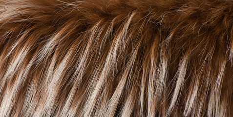 Texture of brown fur  hair. Natural animal fur texture as background.