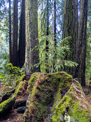 Obraz premium California Coastal Redwood Trees