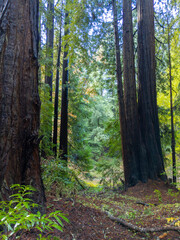 Fototapeta premium California Coastal Redwood Trees