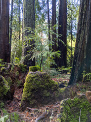 California Coastal Redwood Trees