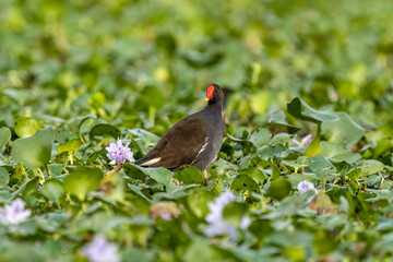 Close-up of a sitting / standing common moorhen with green backgorund