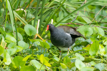 Close-up of a sitting / standing common moorhen with green backgorund