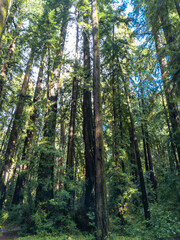 Fototapeta premium California Coastal Redwood Trees