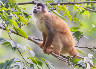 Fototapeta premium Central American squirrel monkey, Saimiri oerstedii, on the tree branch in the rain forest canopy, Costa Rica