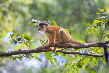 Central American squirrel monkey, Saimiri oerstedii