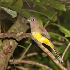 The gartered trogon (Trogon caligatus) female