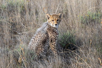 Cheetah Cub Sitting in the Grass on the Savannah