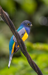 The gartered trogon or the northern violaceous trogon (Trogon caligatus) at Carara National Park, Costa Rica