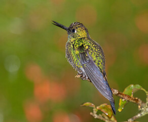 The green-crowned brilliant (Heliodoxa jacula) close up