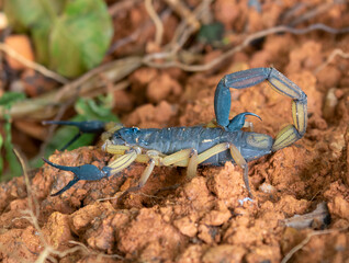 The bark scorpion in Corcovado National Park, Costa Rica