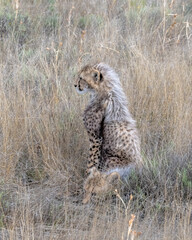 Cheetah Cub Sitting in the Grass on the Savannah