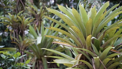 Bromélias, planta de clima tropical, variadas espécies, muito usada na decoração de ambientes