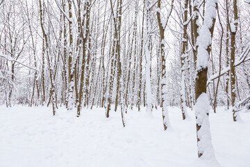Snow-covered forest

