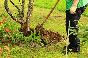 care of trees in the garden. A man digs up the ground under a tree
