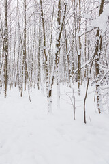 Snow-covered forest close up
