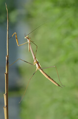 The Chinese mantis is posing for the camera and is at the end of a tree branch