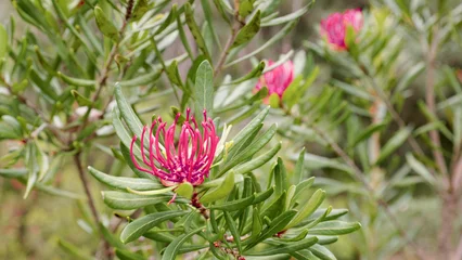 Crédence de cuisine en verre imprimé Mont Cradle red tasmania waratah flower at cradle mountain