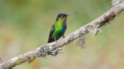 a fiery-throated hummingbird facing right on a perch in costa rica