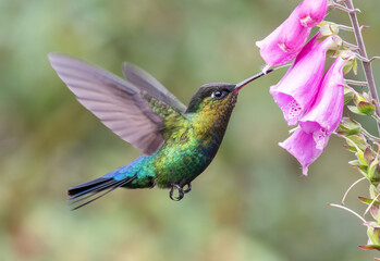 a side shot of a fiery-throated hummingbird feeding on a foxglove flower at a garden