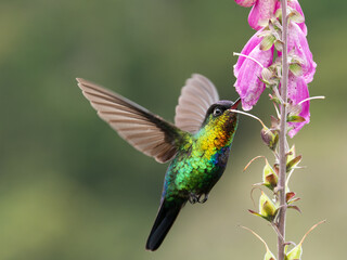 a front shot of a fiery-throated hummingbird feeding on a foxglove flower at a garden of costa rica
