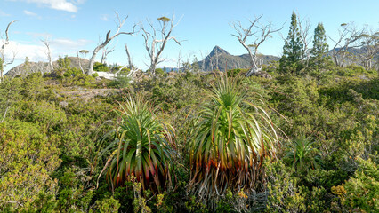 close shot of endemic pandani plants at the labyrinth in tasmania