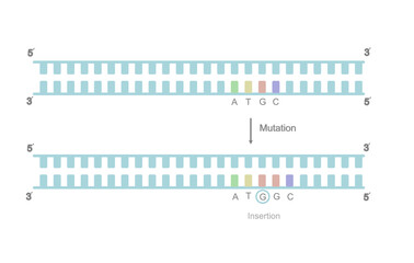 A picture represents the type of DNA mutation : insertion that showing the new base was inserted into the mutation site on double stranded DNA.
