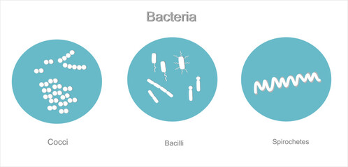 The blue and white icon of microbiology: bacteria was illustrated in 3 groups that depend on morphological : Cocci, bacilli and spirochetes - obrazy, fototapety, plakaty