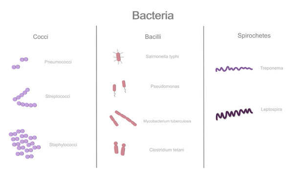 The Microbiology : Bacteria Classification In 3 Groups Of Cocci, Bacilli And Spirochete That Showing The Example Types Of Bacteria In Each Group