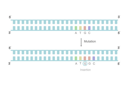 A picture represents the type of DNA mutation : insertion that showing the new base was inserted into the mutation site on double stranded DNA.