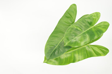 Fototapeta premium green leaves of Philodendrons isolated on white background