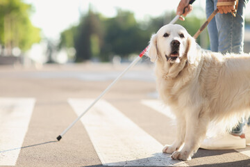 Guide dog with blind man crossing road in city