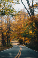 road in autumn forest
