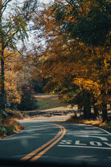 road in autumn forest