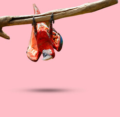 One colorful parrot hanging upside down on a branch with pink background. With clipping path.