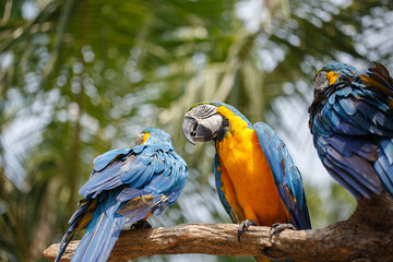 Portrait of a group of colorful parrots perched on a tree branch in the zoo.
