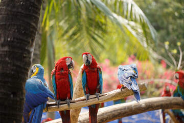 Portrait of a group of colorful parrots perched on a tree branch in the zoo.