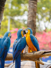 Portrait of a group of colorful parrots perched on a tree branch in the zoo.