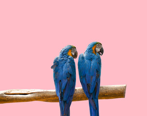 Two colorful parrots perched on a tree branch with pink background.Concept Valentine bird. With clipping path. © Tanawit