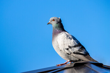 pigeon in the sky