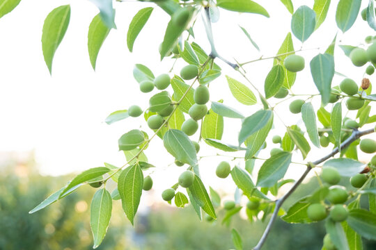 Branch of jujube with green raw fruits. Leaves and fruits of jujube. A tree with green fruits, a tree with olives.