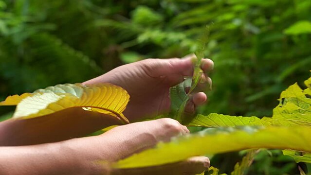 Garden people picking the leaf, Kratom leaves in the garden (Mitragyna speciosa) Mitragynine, Drugs and Narcotics,Kratom is Thai herbal which encourage health