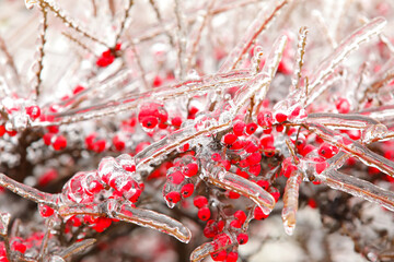 Closeup view of icy branches with red berries on cold winter day