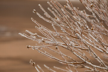 Obraz premium Closeup view of branches covered with ice on winter day