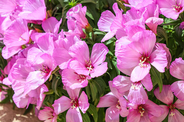 Bright pink flowers blooming outdoors, closeup