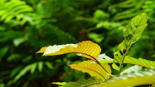 Kratom leaves in the garden (Mitragyna speciosa) Mitragynine, Drugs and Narcotics,Kratom is Thai herbal which encourage health