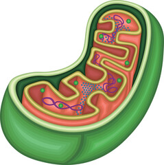 ミトコンドリア　構造　イラスト