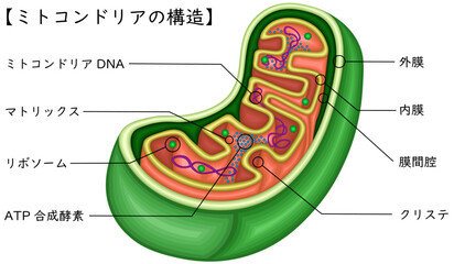 ミトコンドリア　構造　イラスト