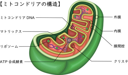 ミトコンドリア　構造　イラスト